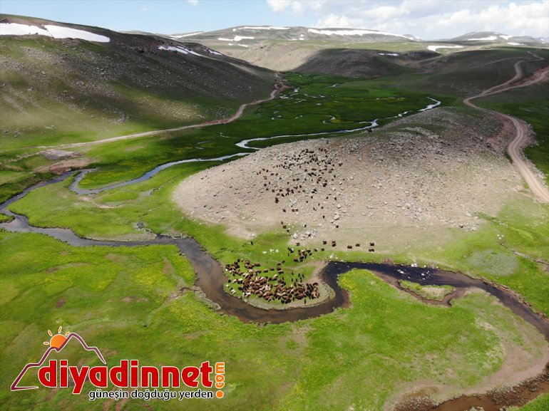 sürüleriyle Ağrı