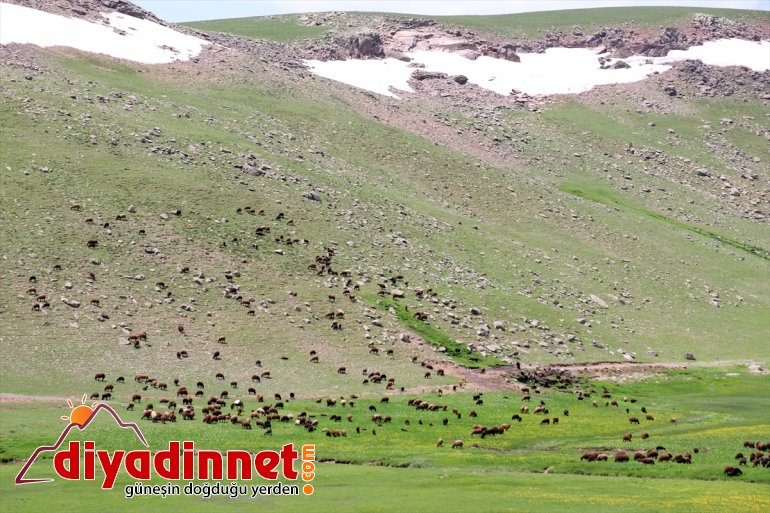 sürüleriyle Yaylası Ağrı