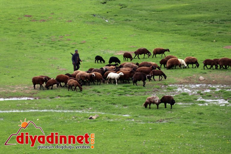 Sinek sürüleriyle şenlendi göçerlerin Ağrı