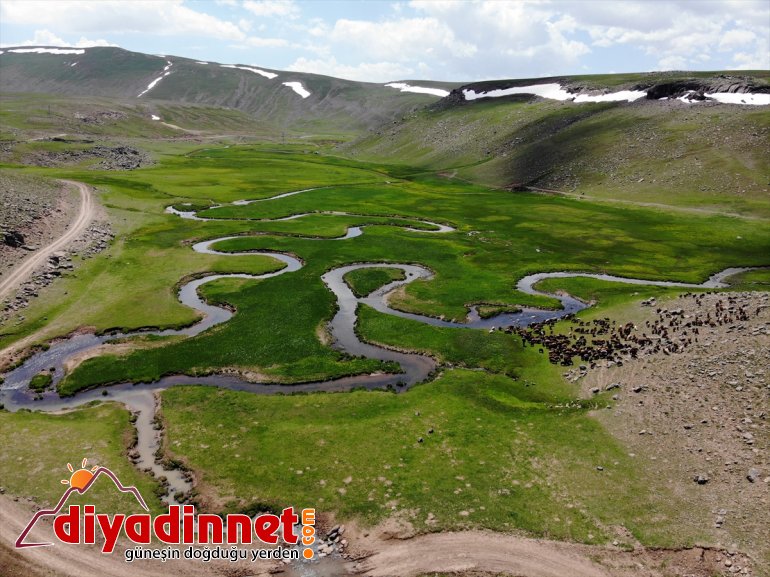 Yaylası sürüleriyle şenlendi Ağrı
