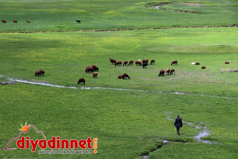 şenlendi göçerlerin Sinek sürüleriyle Ağrı