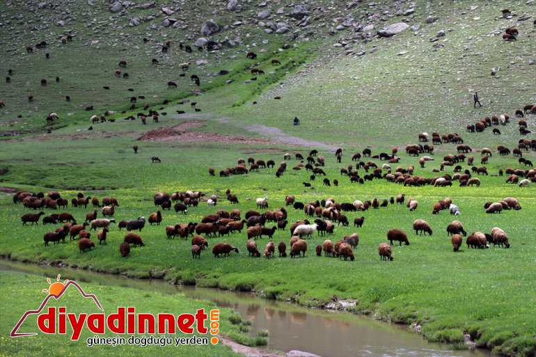 şenlendi Yaylası sürüleriyle Sinek Ağrı