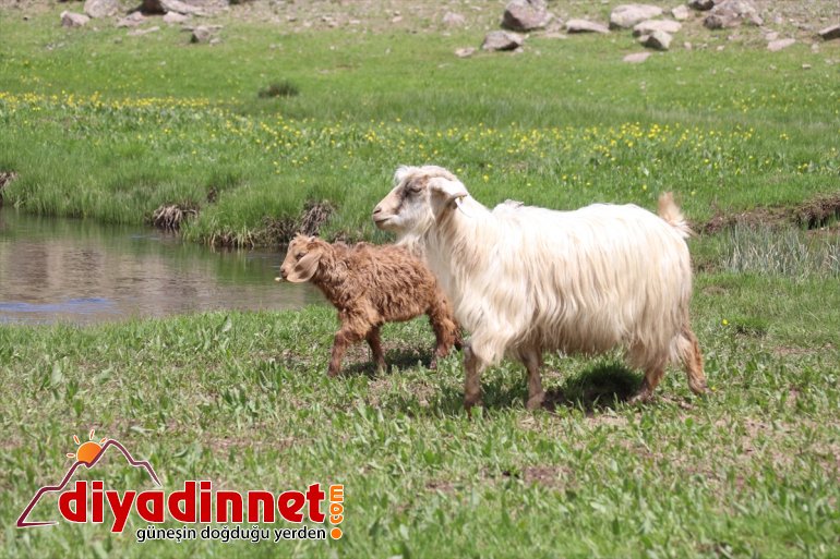 üzerinde volkanik Ağrı