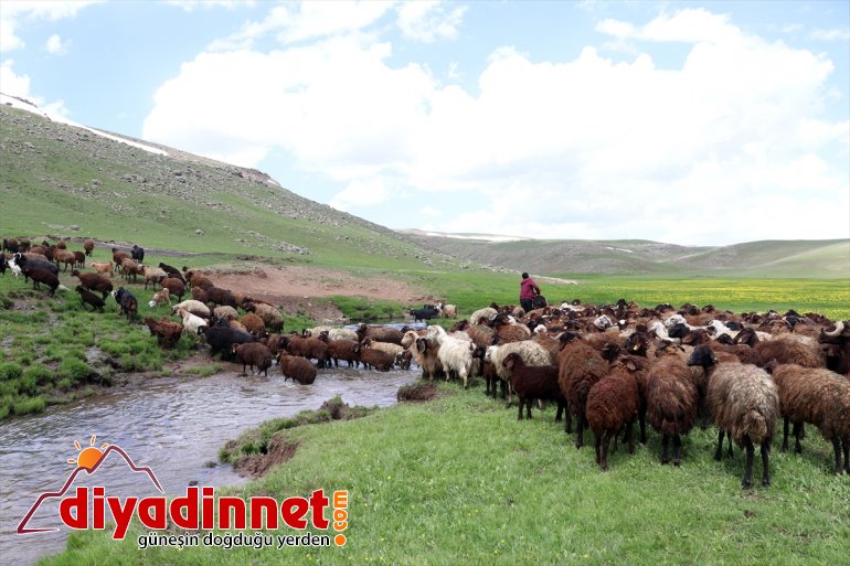 ayrı menderesler bir Ağrı