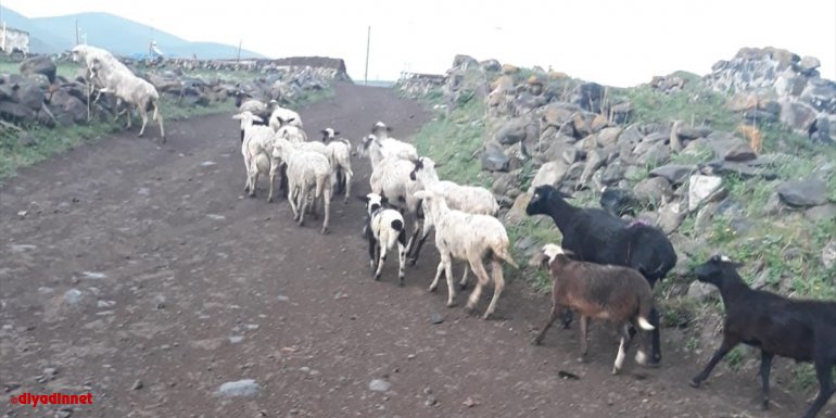 Ardahan'da hırsızların çalıp araziye bıraktığı 28 hayvan jandarma ekiplerince bulundu