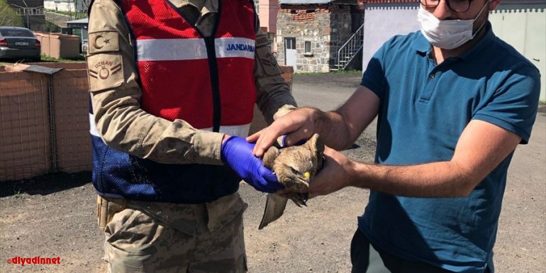 Ardahan'da jandarmanın yaralı bulduğu kızıl şahin tedaviye alındı
