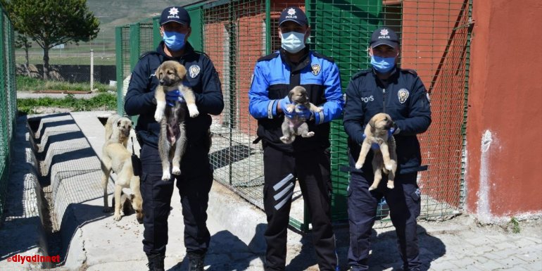Ardahan'da polis ekipleri sokak hayvanlarının da aç kalmaması için yoğun mesaide