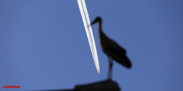 "Baharın müjdecisi" leylekler Bingöl'ü renklendirdi