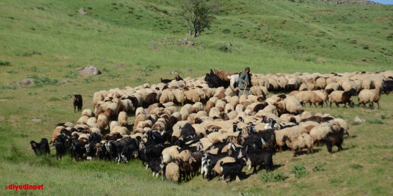 Batmanlı çoban mesleğini 30 yıldır aşkla sürdürüyor