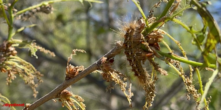 Bingöl'de ağaçları istila eden tırtıllar zarara yol açtı