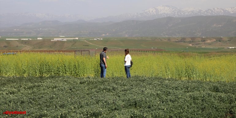 BİNGÖL - Bingöl Üniversitesi sağlıklı bal için arı merası oluşturdu1