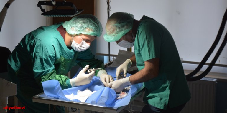 Bitlis'te kuyuya düşerek ayağı kırılan kediye cerrahi müdahale