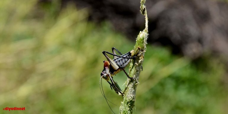 Bitlis'te popülasyonu artan çekirgeler çiftçileri tedirgin ediyor
