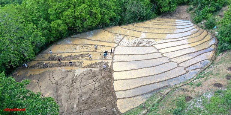 Bitlis'te çiftçiler dağ yamacındaki tarlalara imece usulüyle çeltik ekiyor