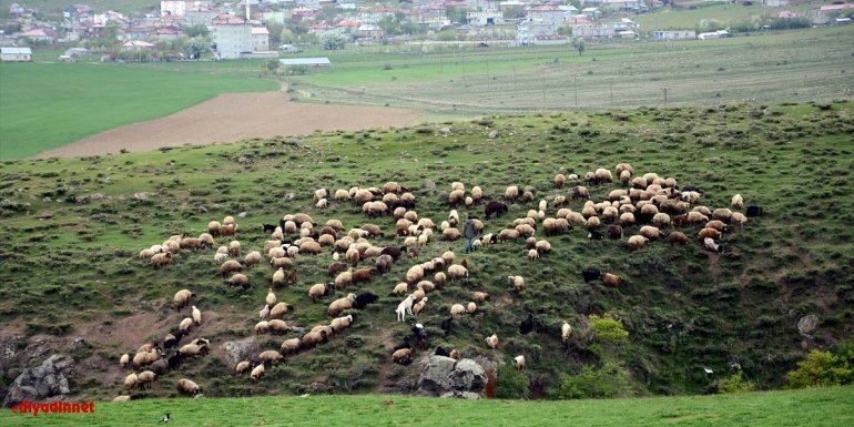 Bitlis'te havaların ısınmasıyla yeşeren meralar koyun sürüleriyle şenlendi