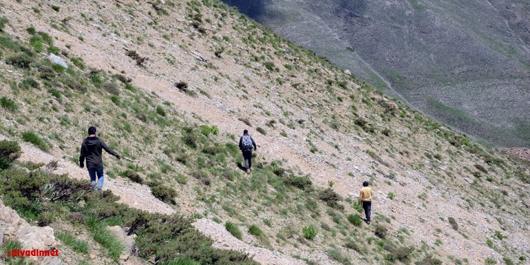 Bitlis'in yüksek kesimlerinde yetişen "yayla muzu" ilgi görüyor