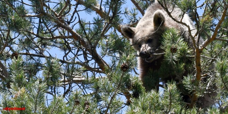 Brown bear climbs to a tree in Turkey