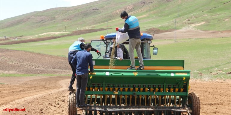 Çaldıran Belediyesinden çiftçileri mercimek ve nohut tohumu desteği