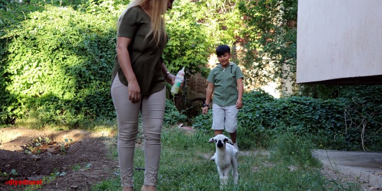 Annesinin kabullenmediği kuzuya "bebek" gibi bakıyorlar