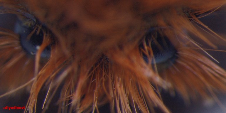 Elazığ'da 2 bin 340 rakımda tesadüfen keşfedilen böceğe "Kürklü düğün" adı verildi