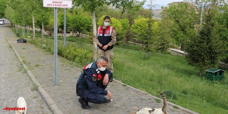 Elazığ'da jandarma ekipleri sokak hayvanlarını besledi