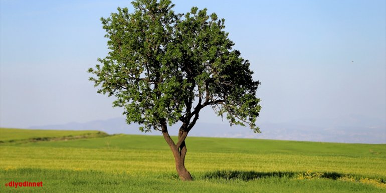 Elazığ'da yeşile bürünen buğday ve arpa tarlaları güzel manzara oluşturdu