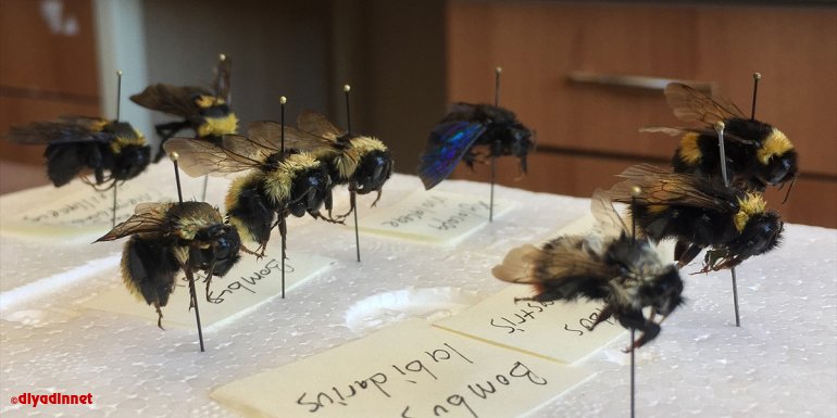 Elazığ'daki Haroğlu Dağı'nda 'bombus arısı'nın 5 türüne rastlandı