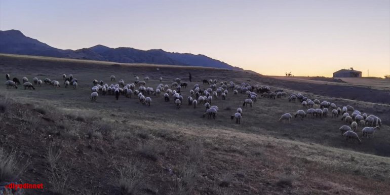 ELAZIĞ - Kaybolan 190 koyun drone ile bulundu1