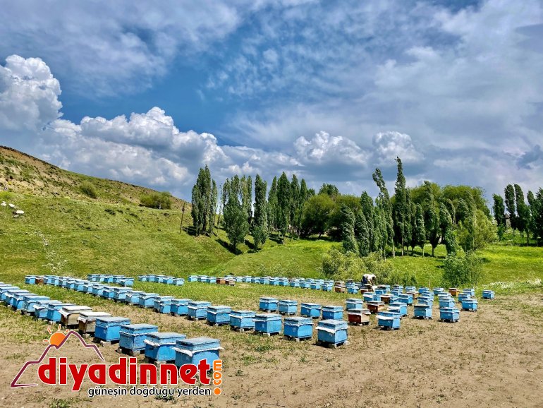 Emekli oldu, ömrünü arıcılığa adadı1