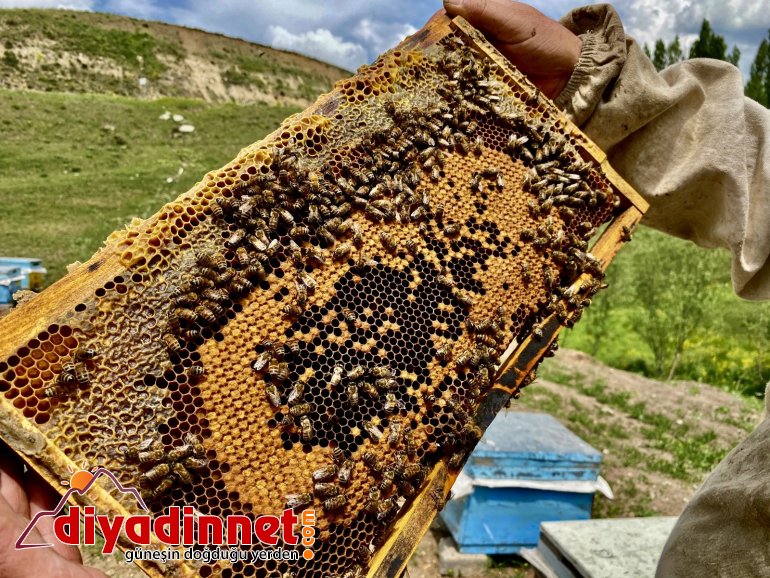 Emekli oldu ömrünü arıcılığa adadı3