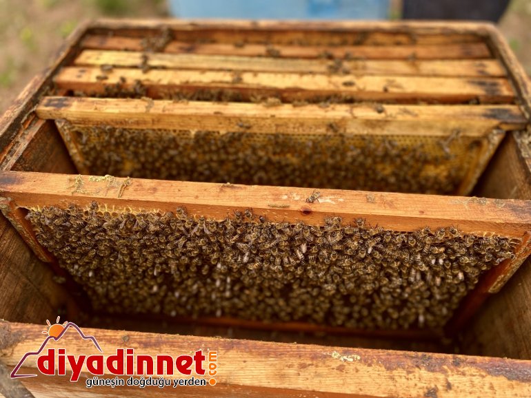 Emekli oldu ömrünü arıcılığa adadı5