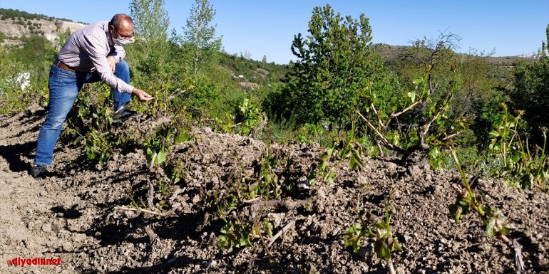 Erzincan'da zirai don üzüm bağlarına zarar verdi