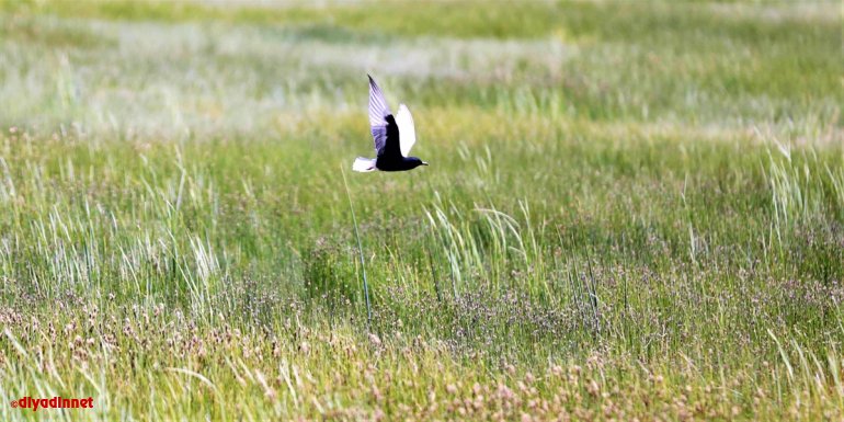 Göçmen kuşların Afrika-Kafkasya yolculuğunun mola noktası: Erzurum Ovası