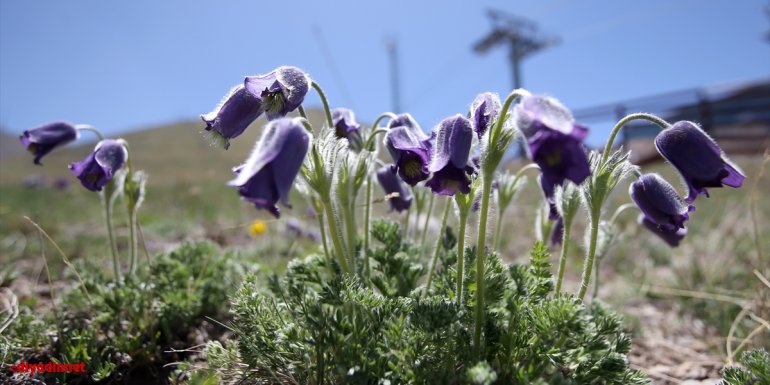 Palandöken Dağı mor ters lalelerle renklendi