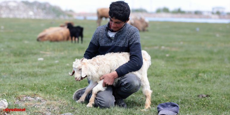 Teşvikler ve tarımsal üretime dönüşlerle Erzurum'da hayvan varlığı artıyor