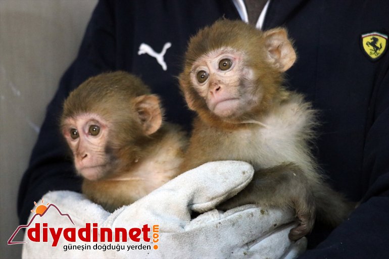Gürbulak Gümrük Kapısı nda yakalanan maymunlar Gaziantep teki hayvanat bahçesine gönderildi2