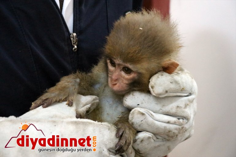 Gürbulak Gümrük Kapısı nda yakalanan maymunlar Gaziantep teki hayvanat bahçesine gönderildi3