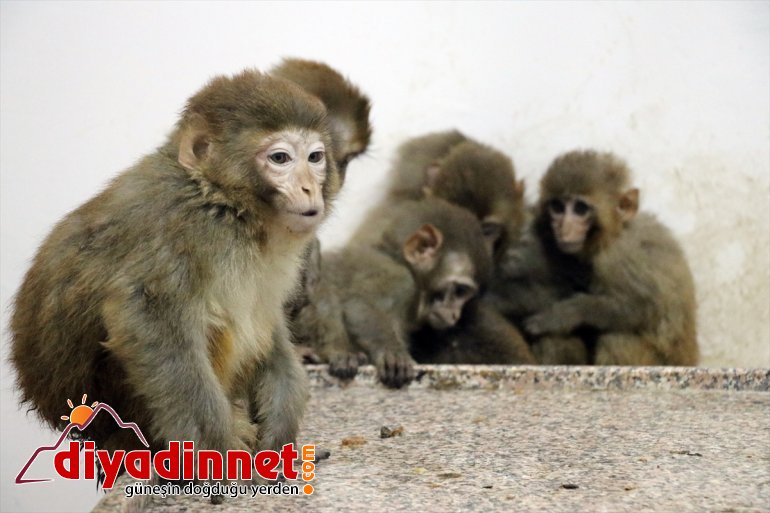 Gürbulak Gümrük Kapısı nda yakalanan maymunlar Gaziantep teki hayvanat bahçesine gönderildi4