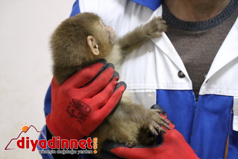 Gürbulak Gümrük Kapısı nda yakalanan maymunlar Gaziantep teki hayvanat bahçesine gönderildi5