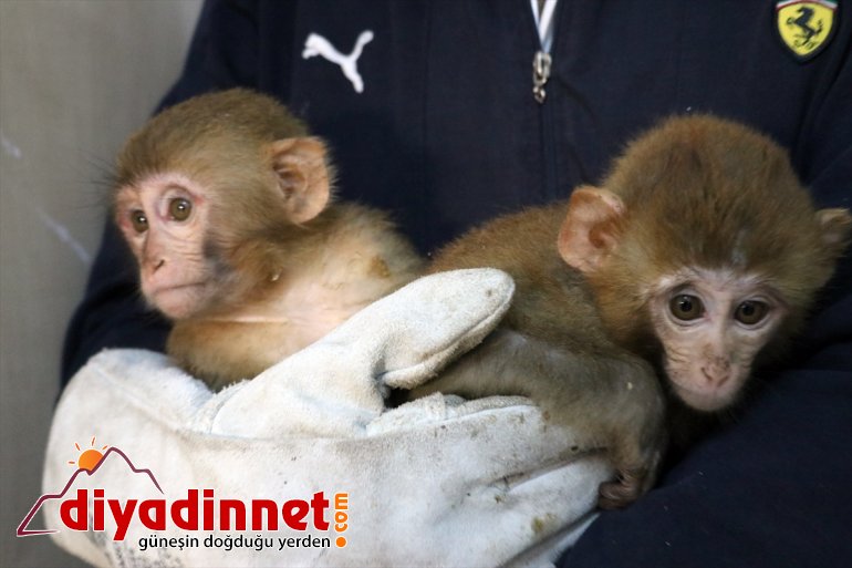 Gürbulak Gümrük Kapısı nda yakalanan maymunlar Gaziantep teki hayvanat bahçesine gönderildi6