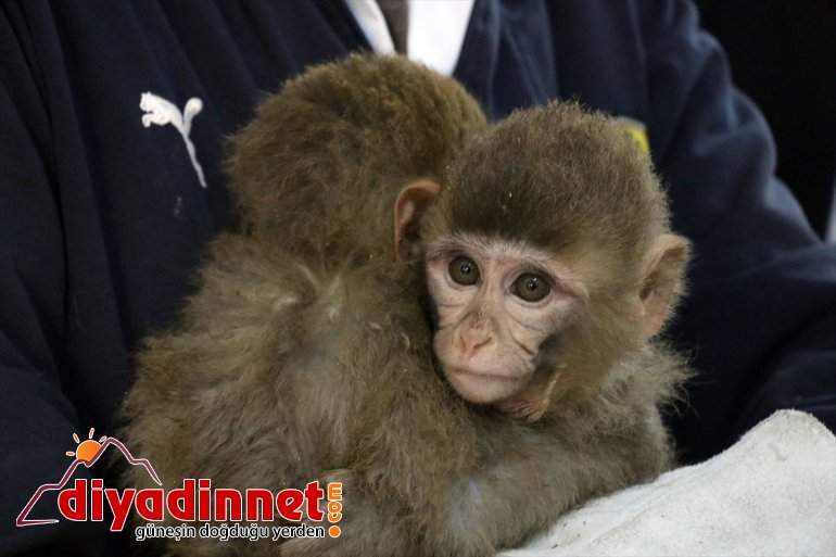 Gürbulak Gümrük Kapısı nda yakalanan maymunlar Gaziantep teki hayvanat bahçesine gönderildi7