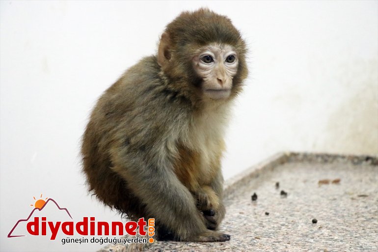 Gürbulak Gümrük Kapısı nda yakalanan maymunlar Gaziantep teki hayvanat bahçesine gönderildi8