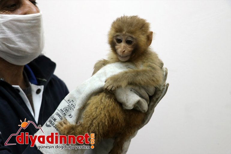 Gürbulak Gümrük Kapısı nda yakalanan maymunlar Gaziantep teki hayvanat bahçesine gönderildi9