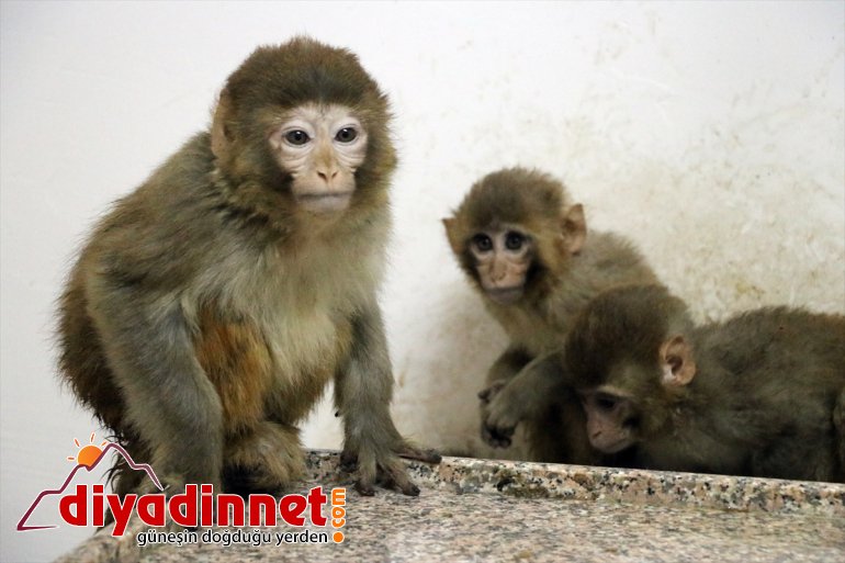Gürbulak Gümrük Kapısı nda yakalanan maymunlar Gaziantep teki hayvanat bahçesine gönderildi10