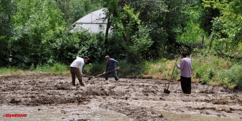 Hakkari'nin Irak sınırında imece usulüyle çeltik ekimi başladı