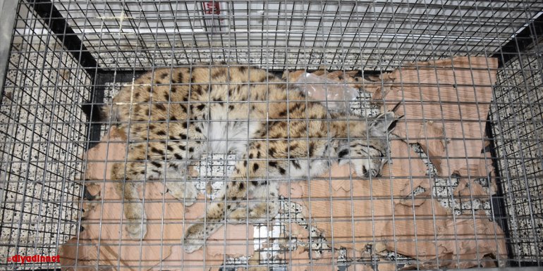 Hakkari'de yaralı bulunan vaşak tedaviye alındı