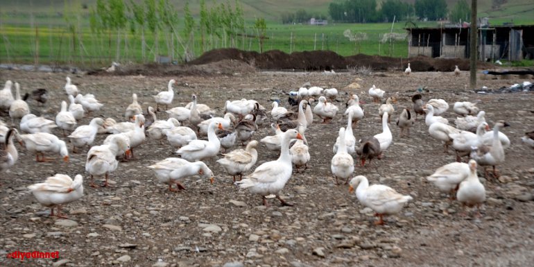 Hollanda'daki işini bırakarak memleketinde kaz çiftliği kuran Muşlu girişimci siparişlere yetişemiyor