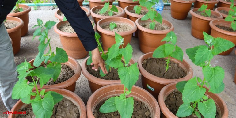 Iğdır'ın çorak toprakları kuraklığa dayanıklı alternatif yem bitkisiyle tarıma kazandırılacak