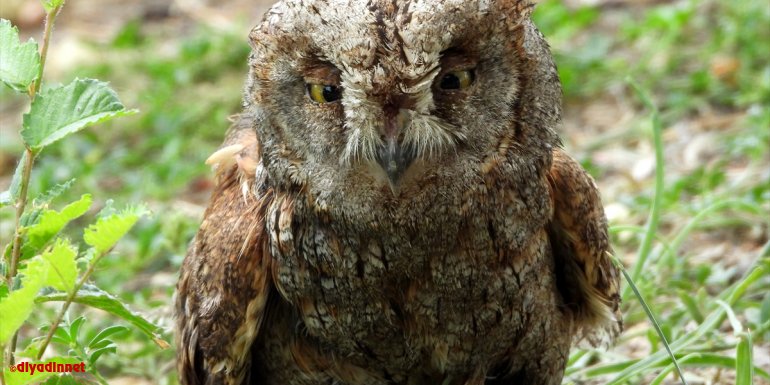 Iğdır'da yaralı bulunan İshak kuşu tedavi edilip doğaya salındı