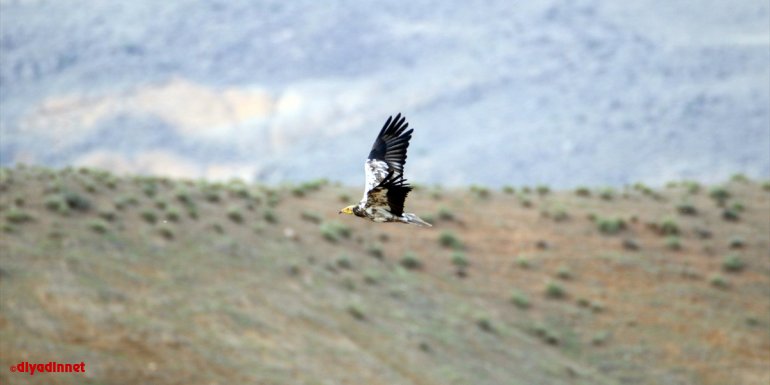 "Doğanın çöpçüleri" Türkiye'nin en doğusundaki yaşam alanlarında görüntülendi